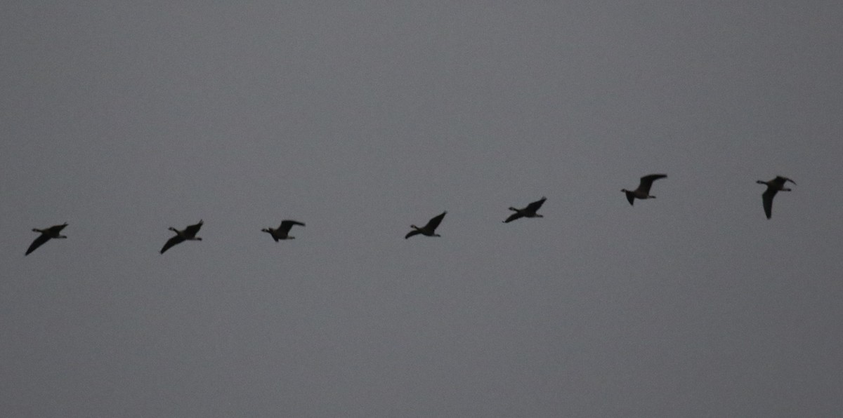 小加拿大雁 - ML646944818