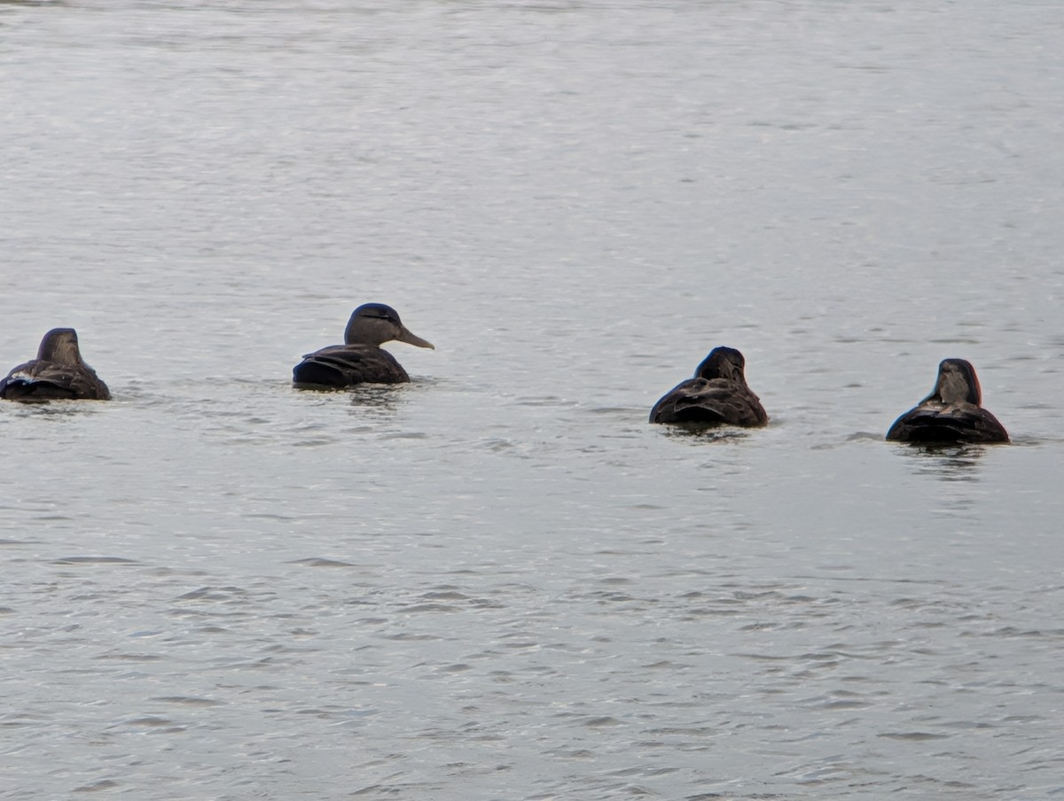 Ahate iluna - ML646944819