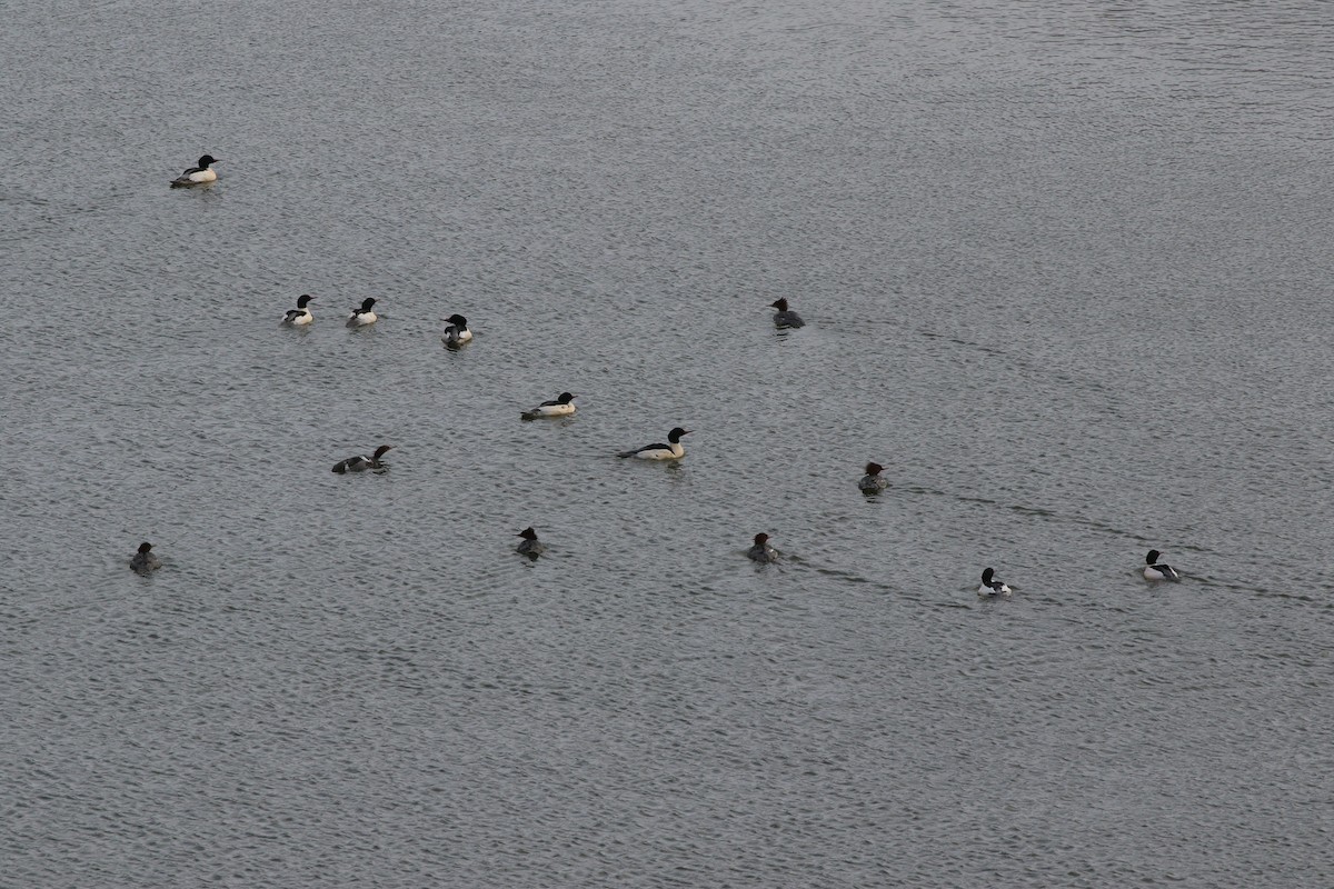 Büyük Tarakdiş - ML646944821