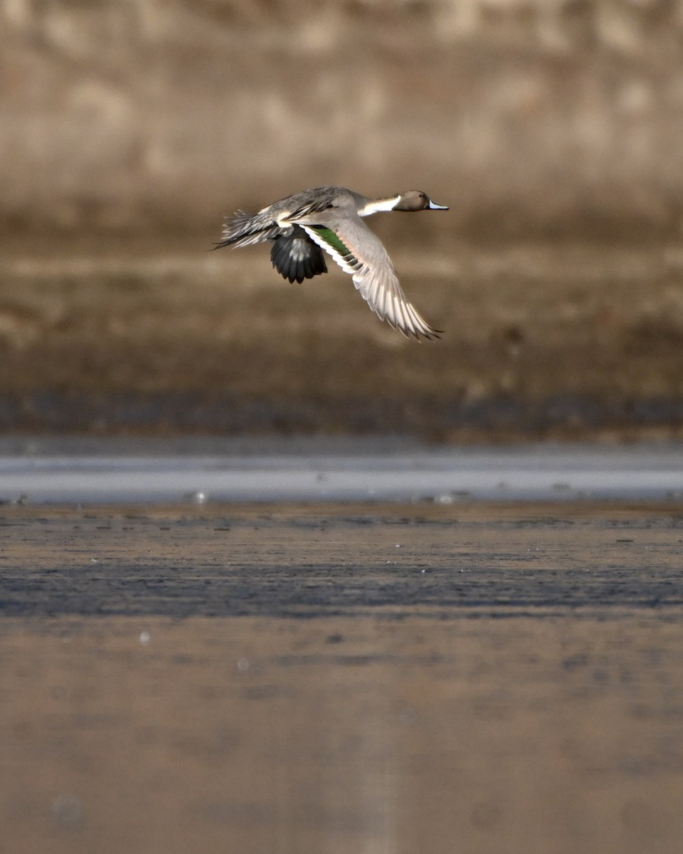 Ánade Rabudo - ML646944822