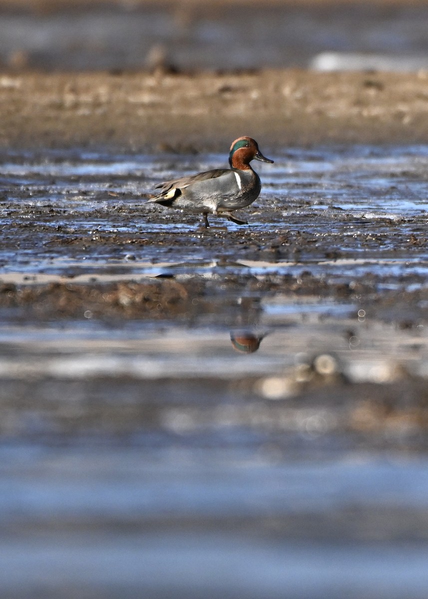 Cerceta Común - ML646944828