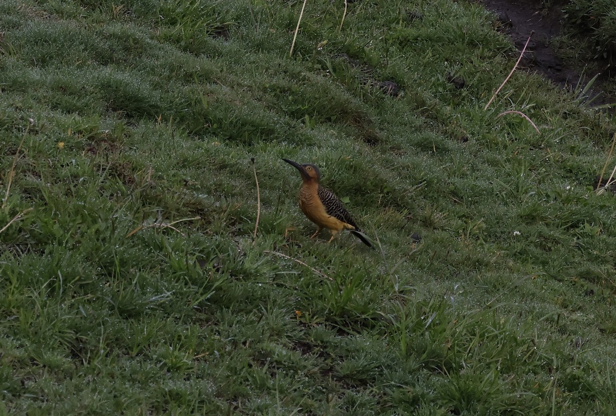 And Ağaçkakanı - ML646944830