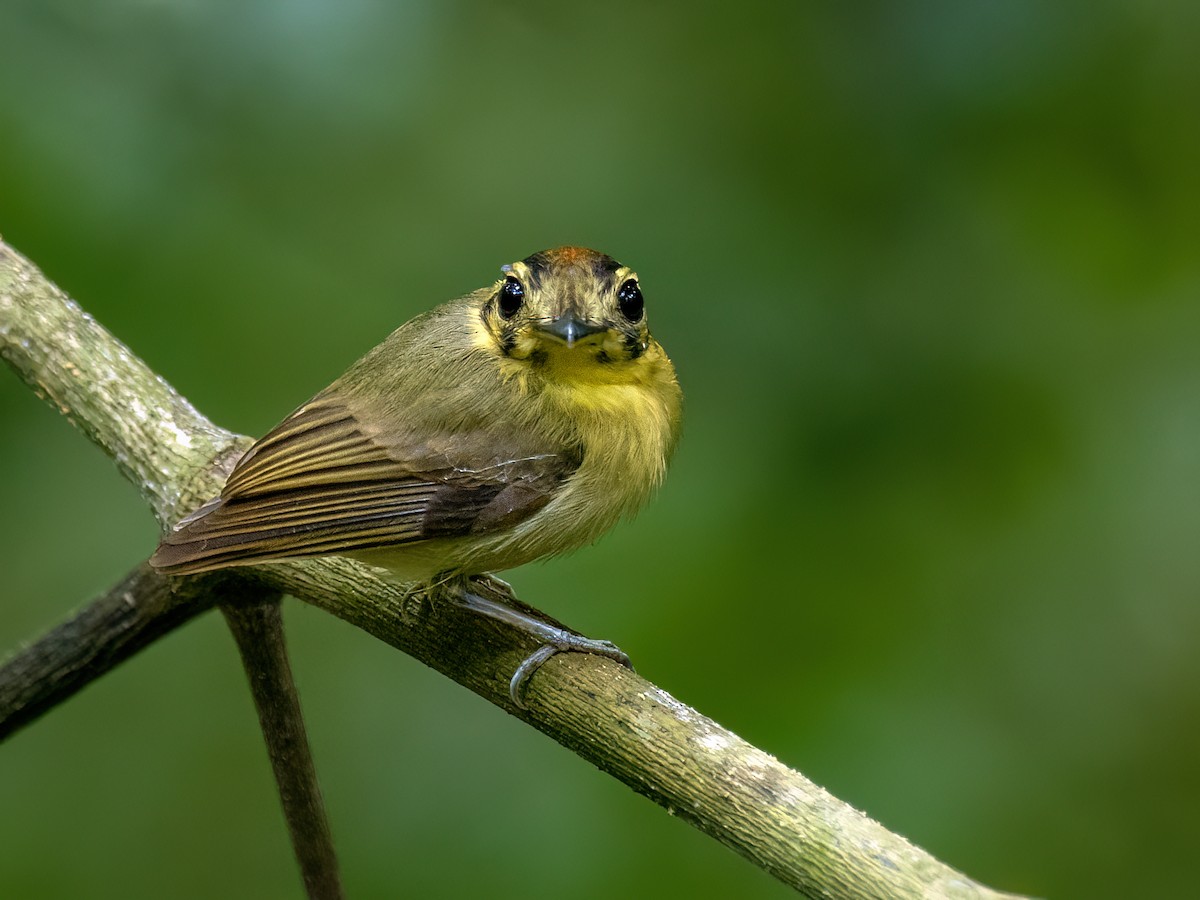 Platyrhynque à tête d'or - ML646944834