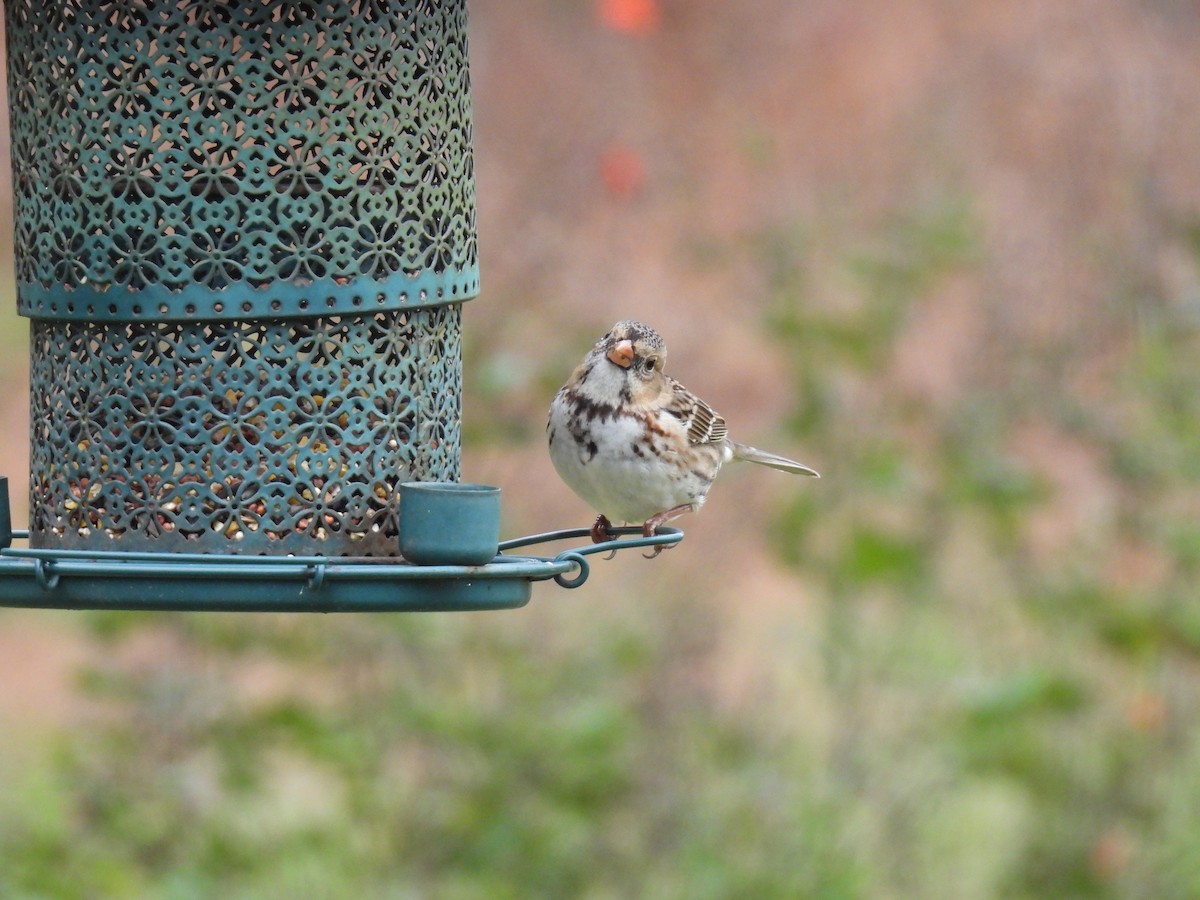 Лесная зонотрихия - ML646944835