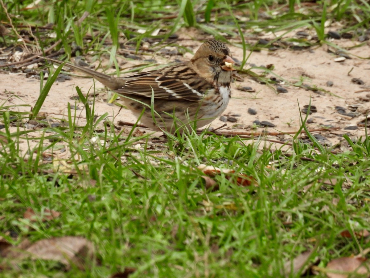 Лесная зонотрихия - ML646944836