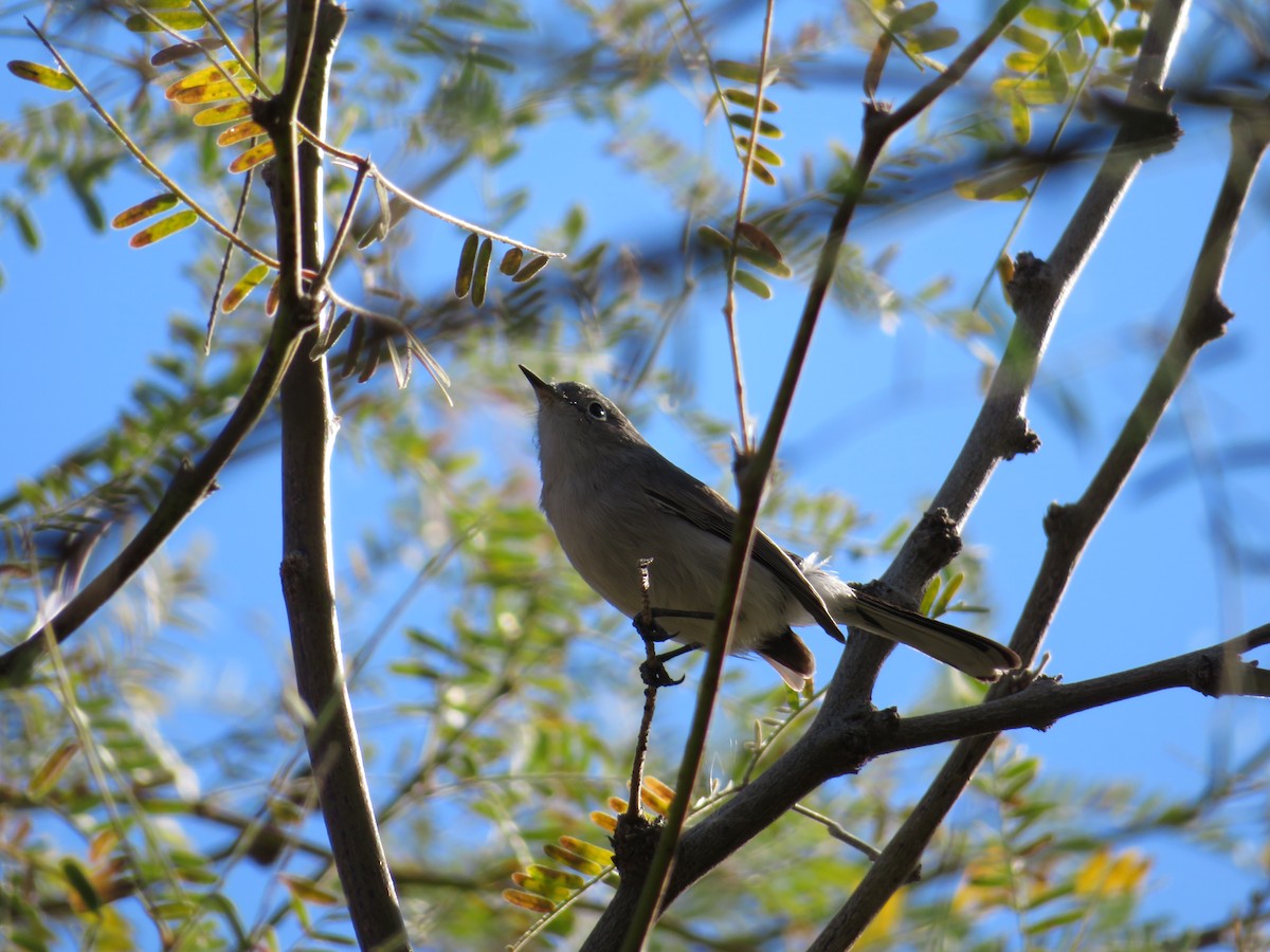 Perlita Grisilla - ML646944838