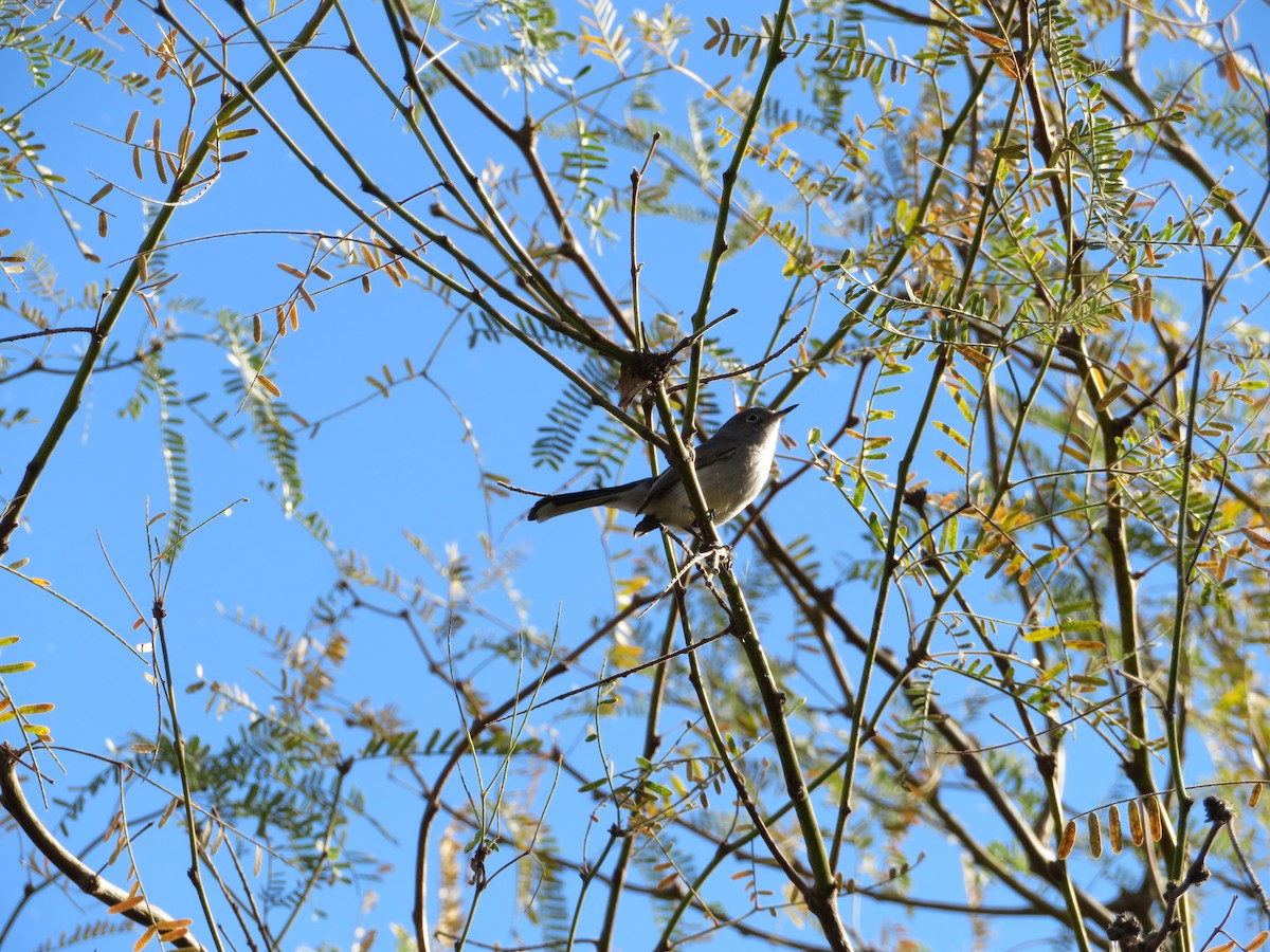 Perlita Grisilla - ML646944839