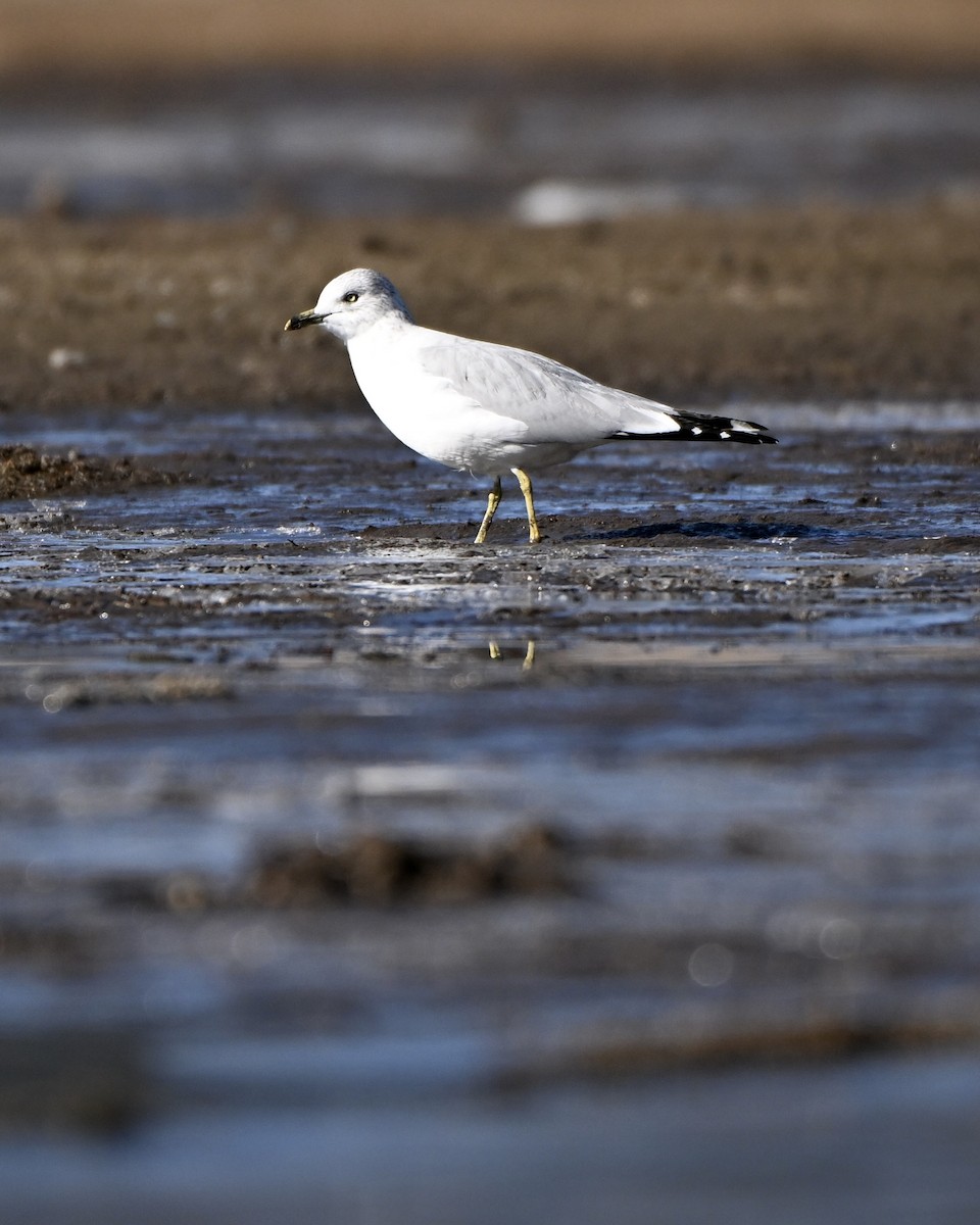 Gaviota de Delaware - ML646944842
