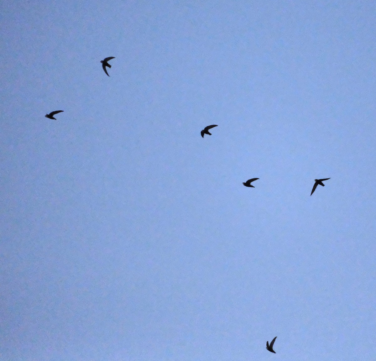 Little Swift - ML646944844