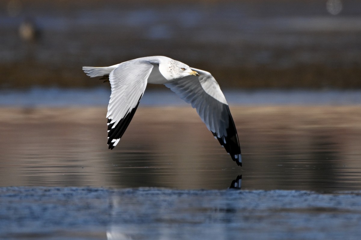 Gaviota de Delaware - ML646944845