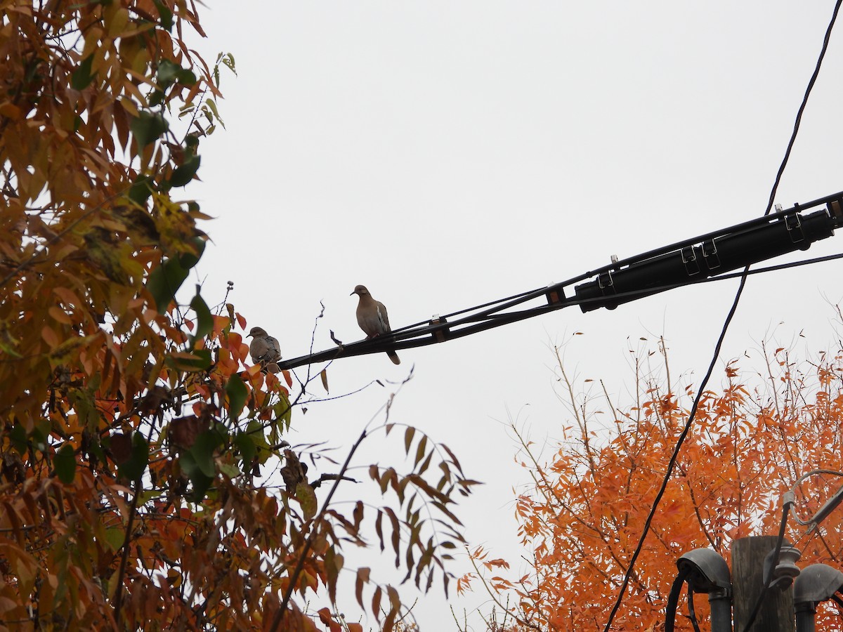 White-winged Dove - ML646944848