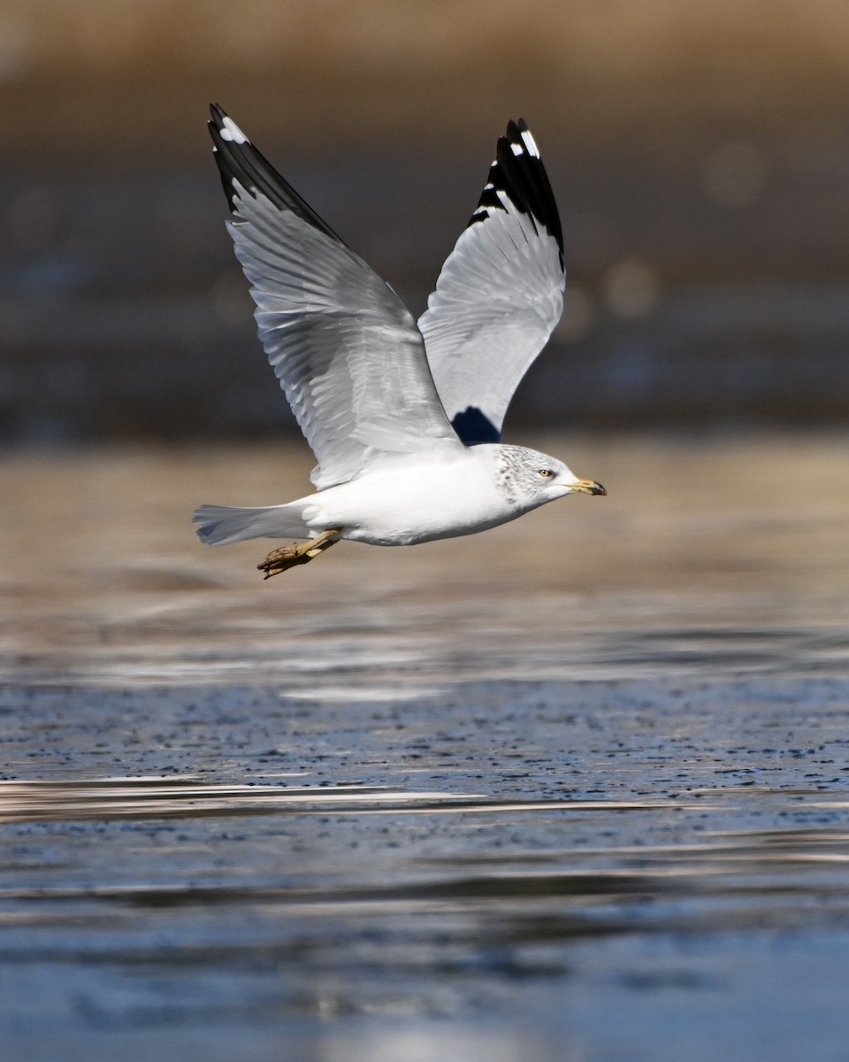 Gaviota de Delaware - ML646944853