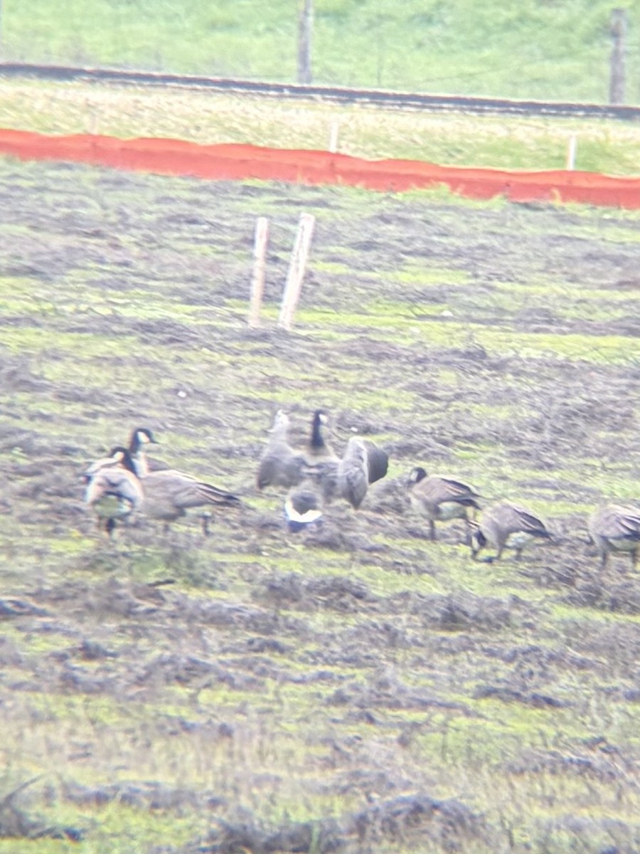 Cackling Goose (Aleutian) - ML646944857