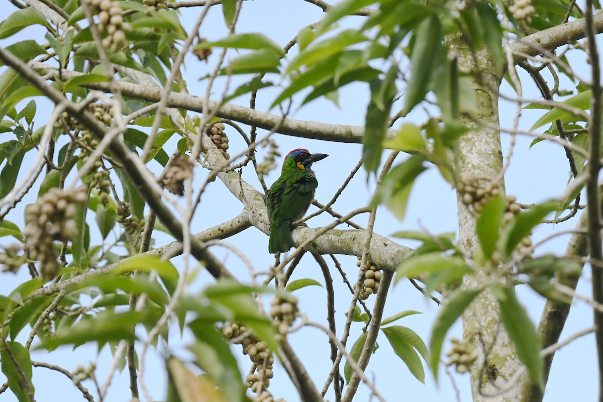 Red-crowned Barbet - ML646944860