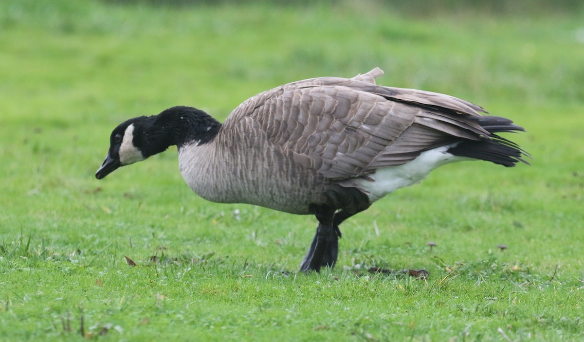Canada Goose (moffitti/maxima) - ML646944861