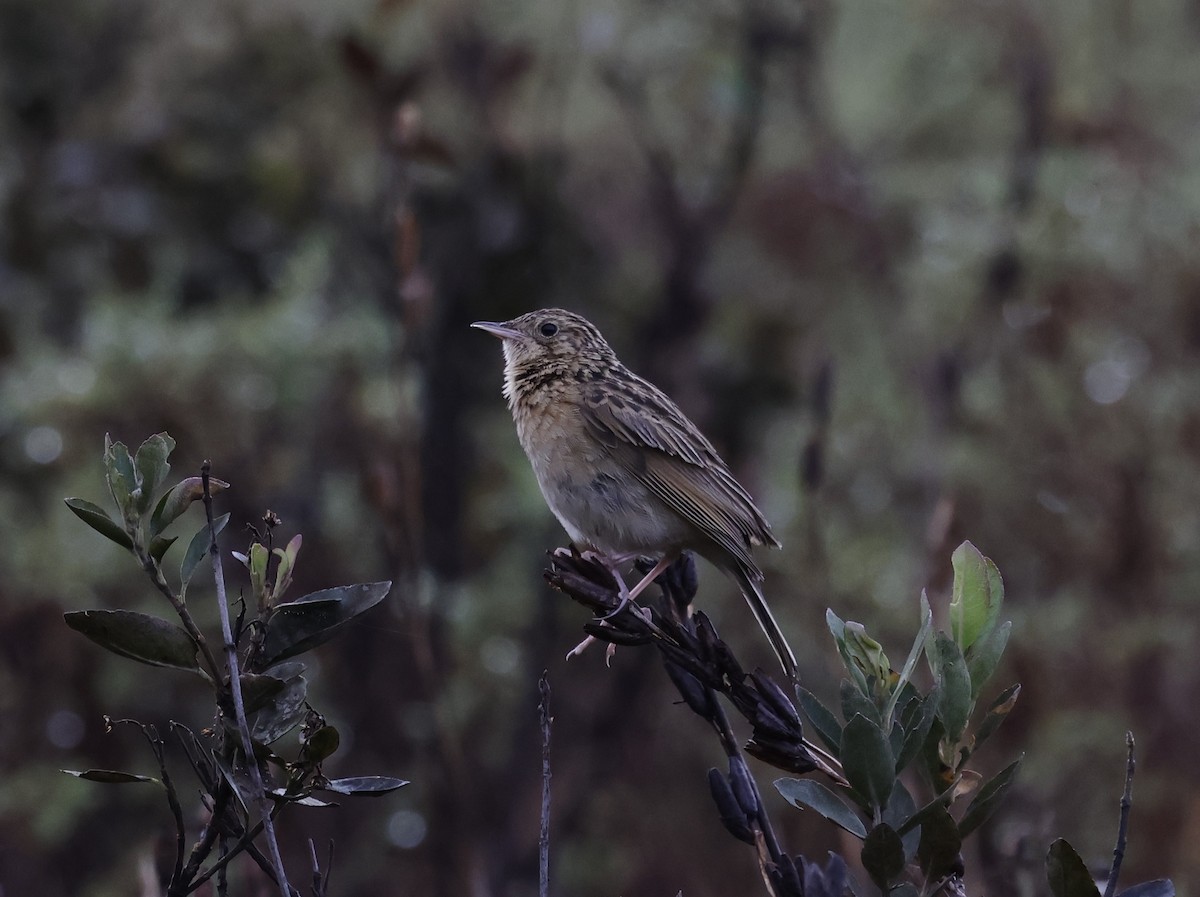 Paramo Pipit - ML646944863