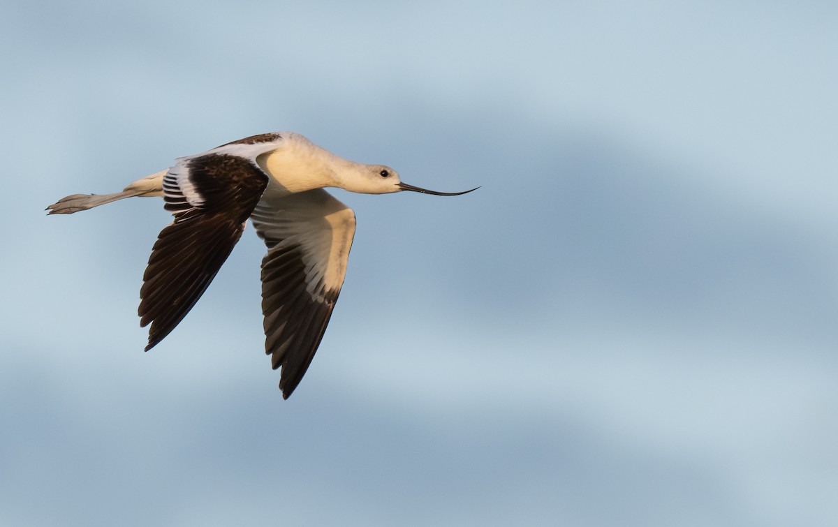 amerikaavosett - ML646944866