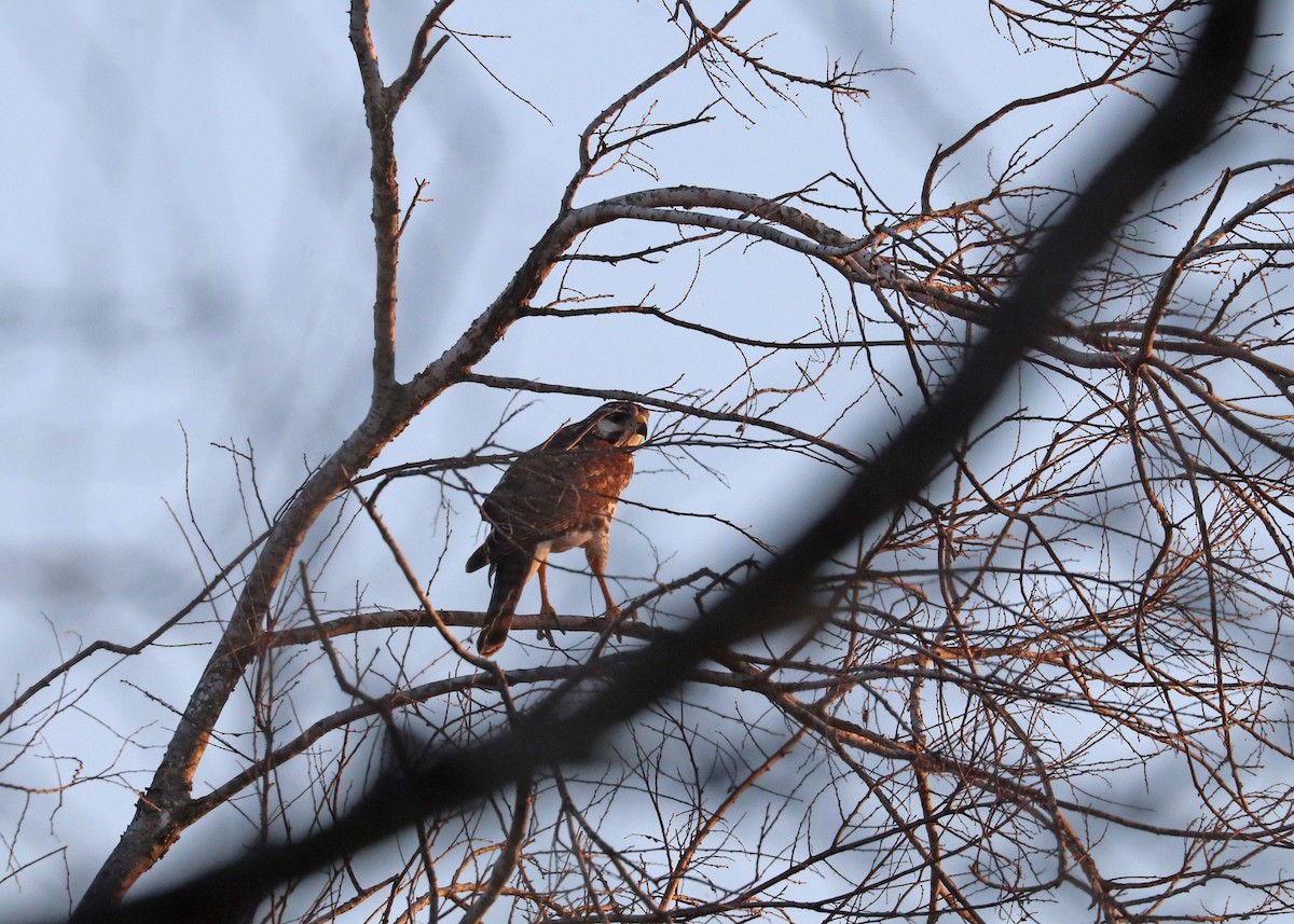 ミナミハイイロノスリ - ML646944869