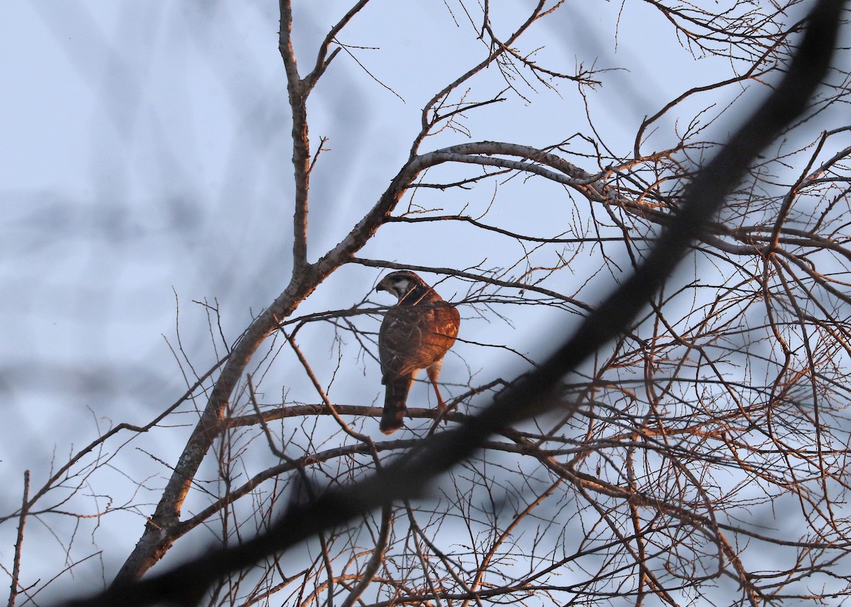 ミナミハイイロノスリ - ML646944870