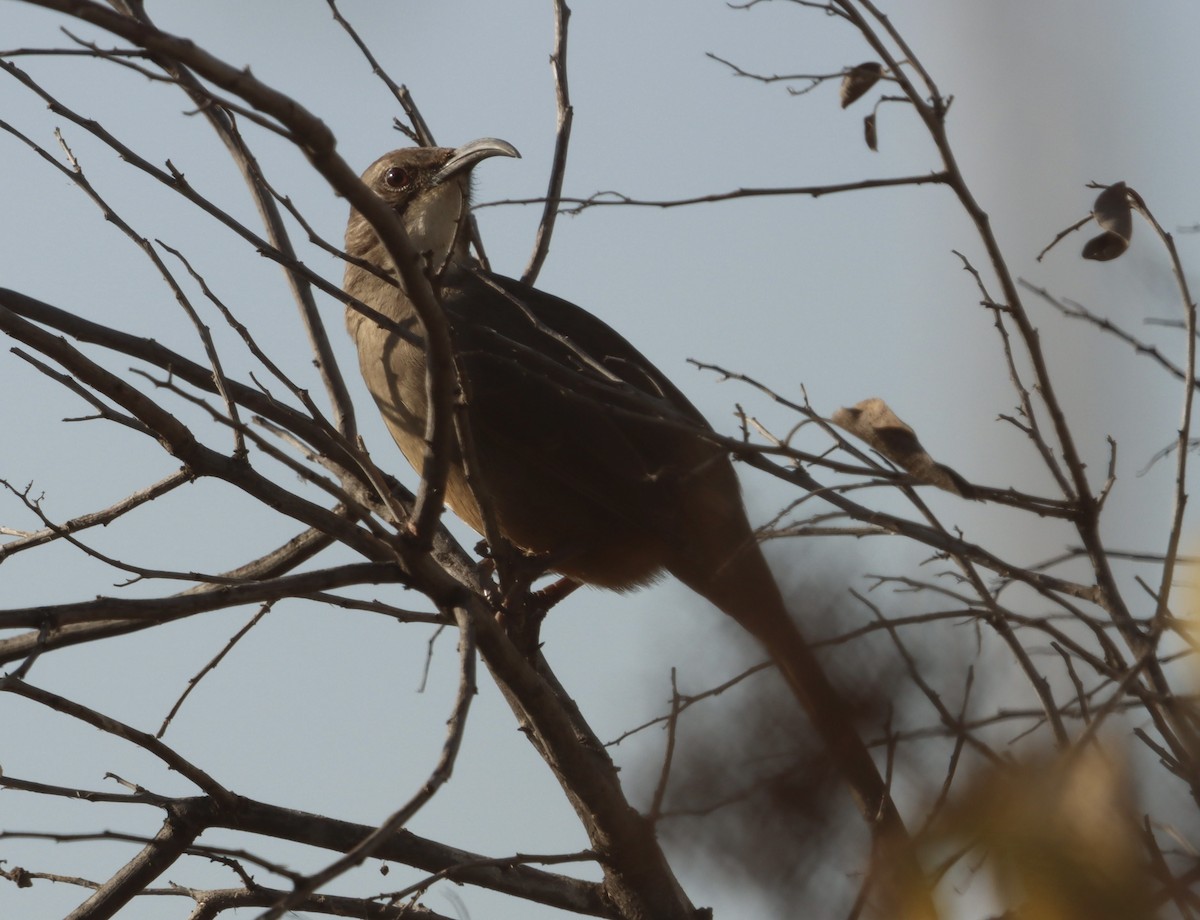 California Thrasher - ML646944871