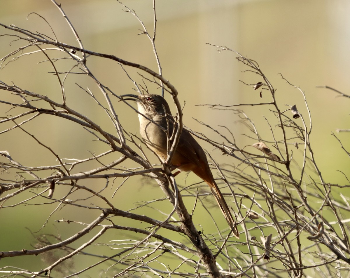 California Thrasher - ML646944872