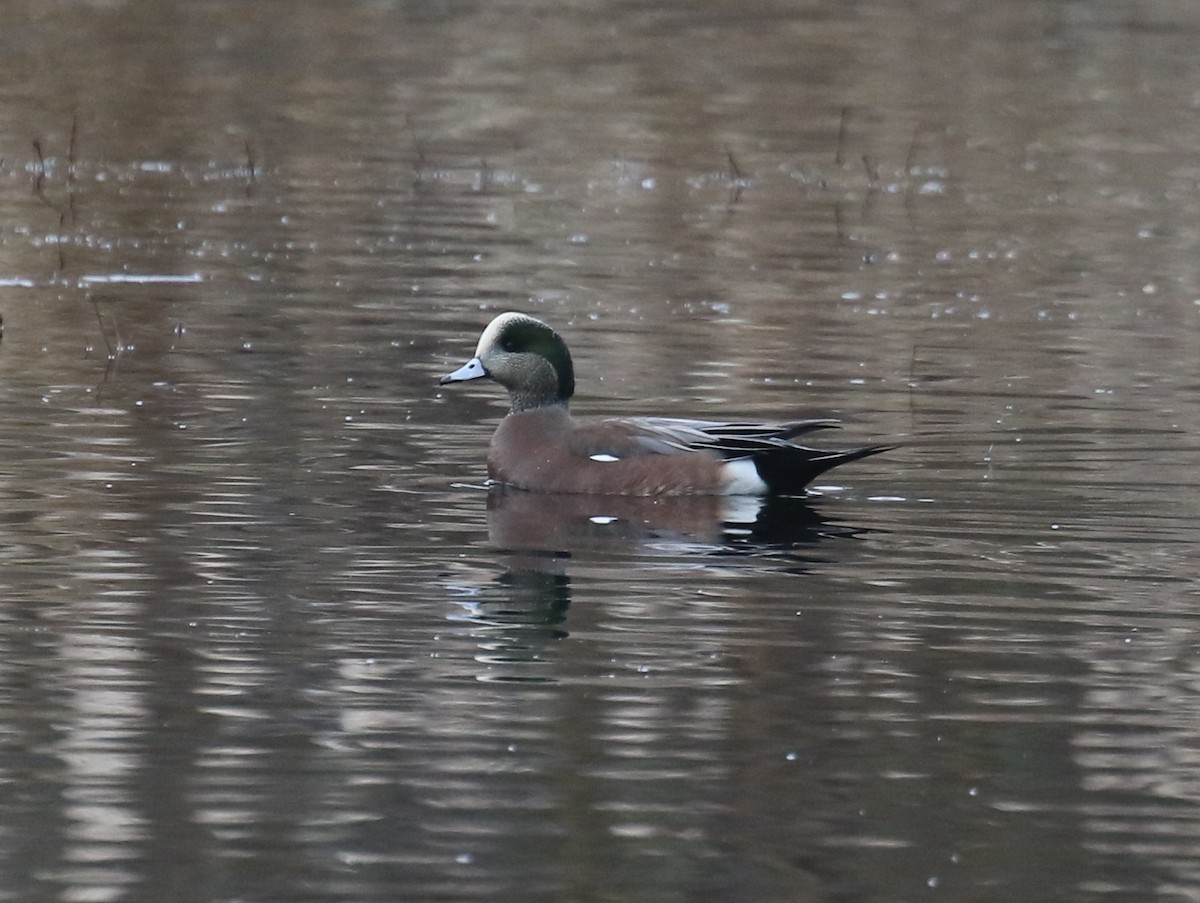 amerikablesand - ML646944873