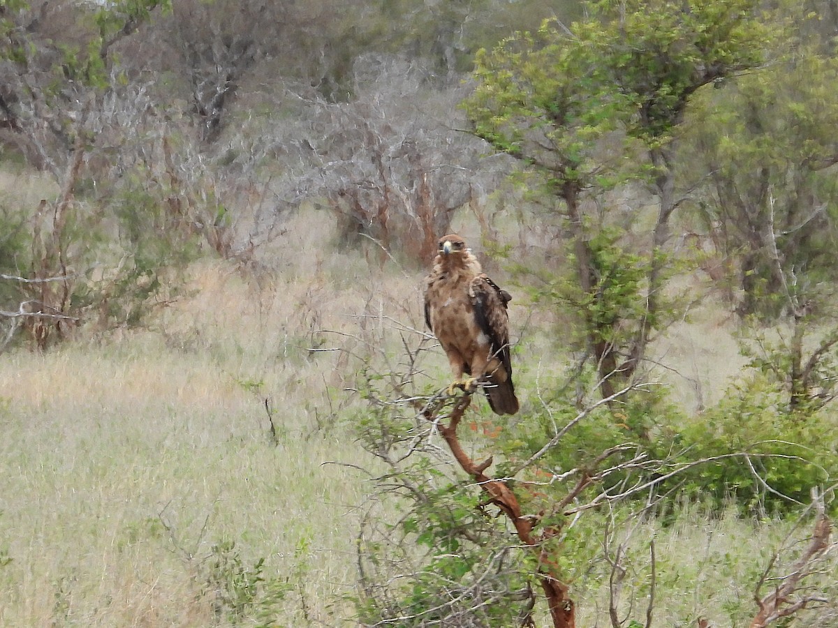Tawny Eagle - ML646944877