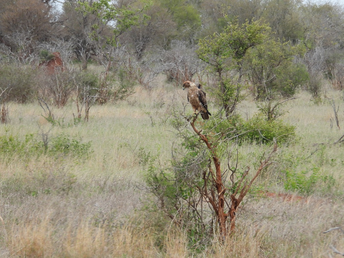 Tawny Eagle - ML646944879