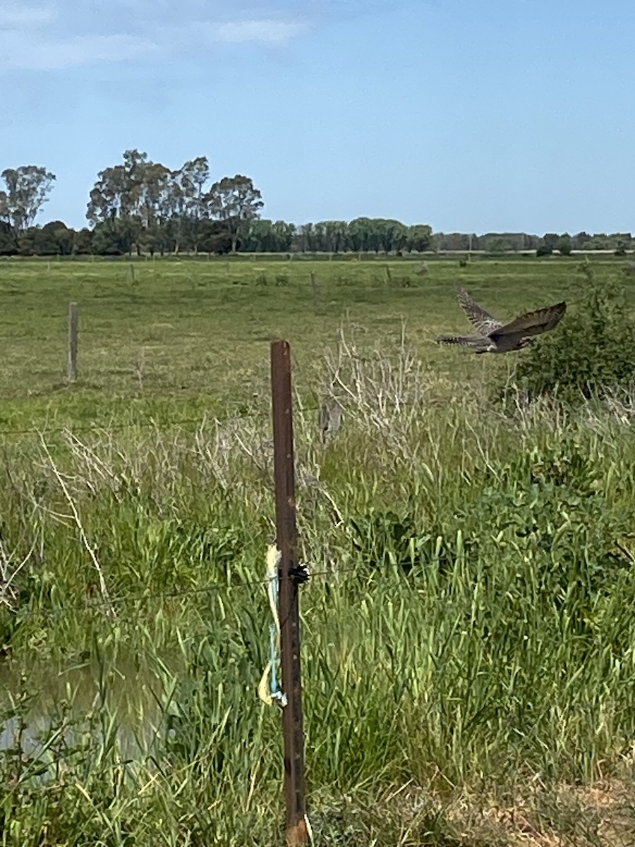 kukačka australská - ML646944881