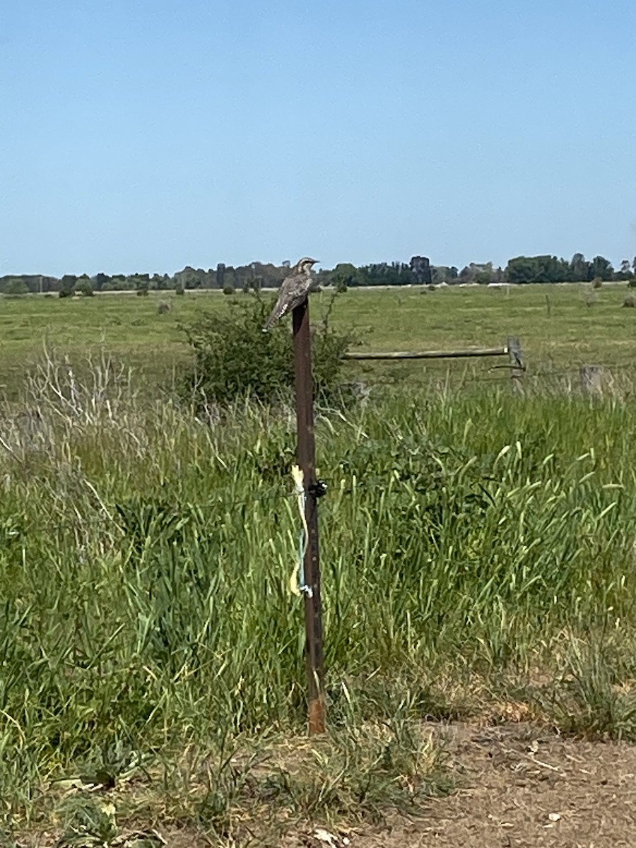 kukačka australská - ML646944882