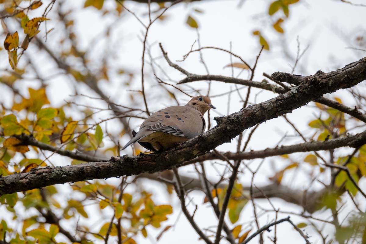 Zenaida Huilota - ML646944884