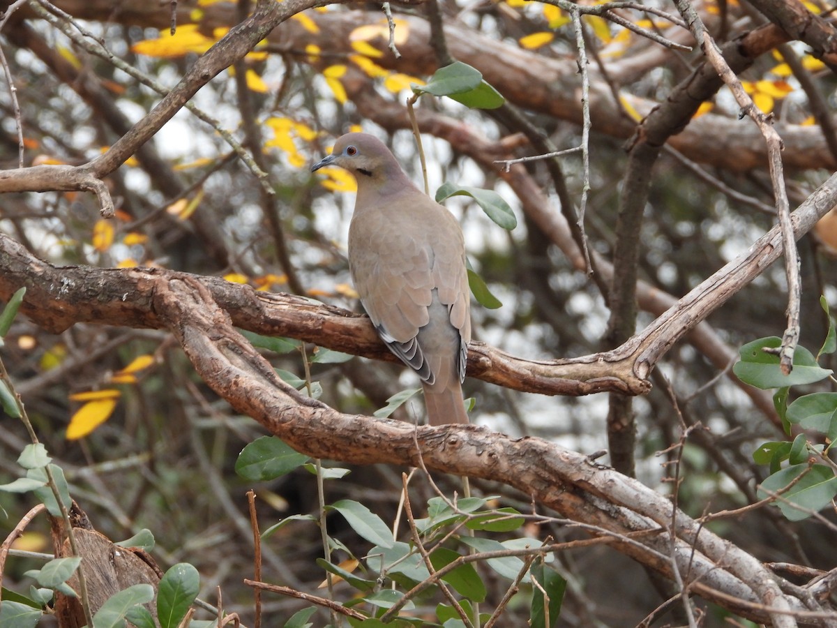 White-winged Dove - ML646944886