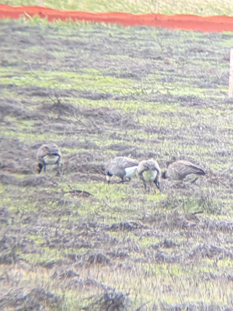 Cackling Goose (Aleutian) - ML646944888