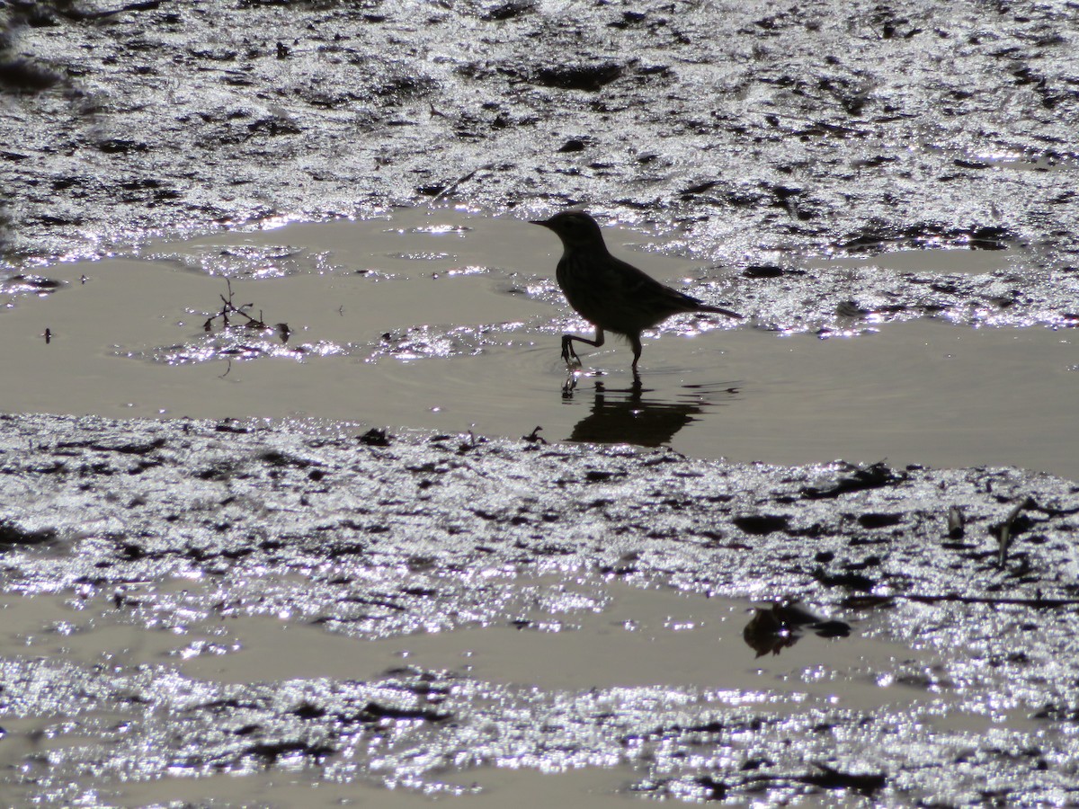 Amerikapieper - ML646944890