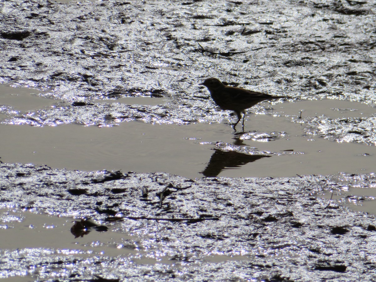 Amerikapieper - ML646944891