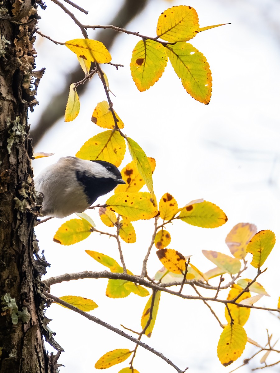 Karolina Baştankarası - ML646944896