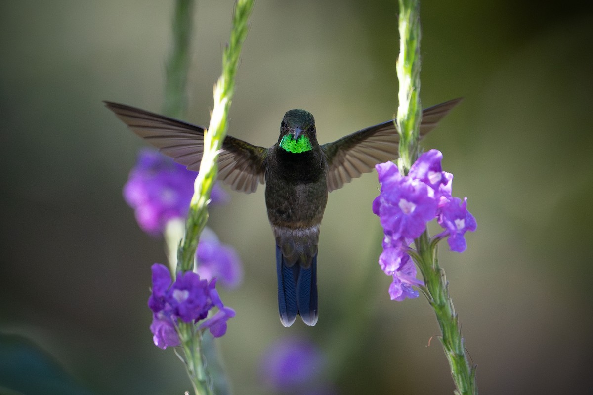 Emerald-chinned Hummingbird - LP Noack