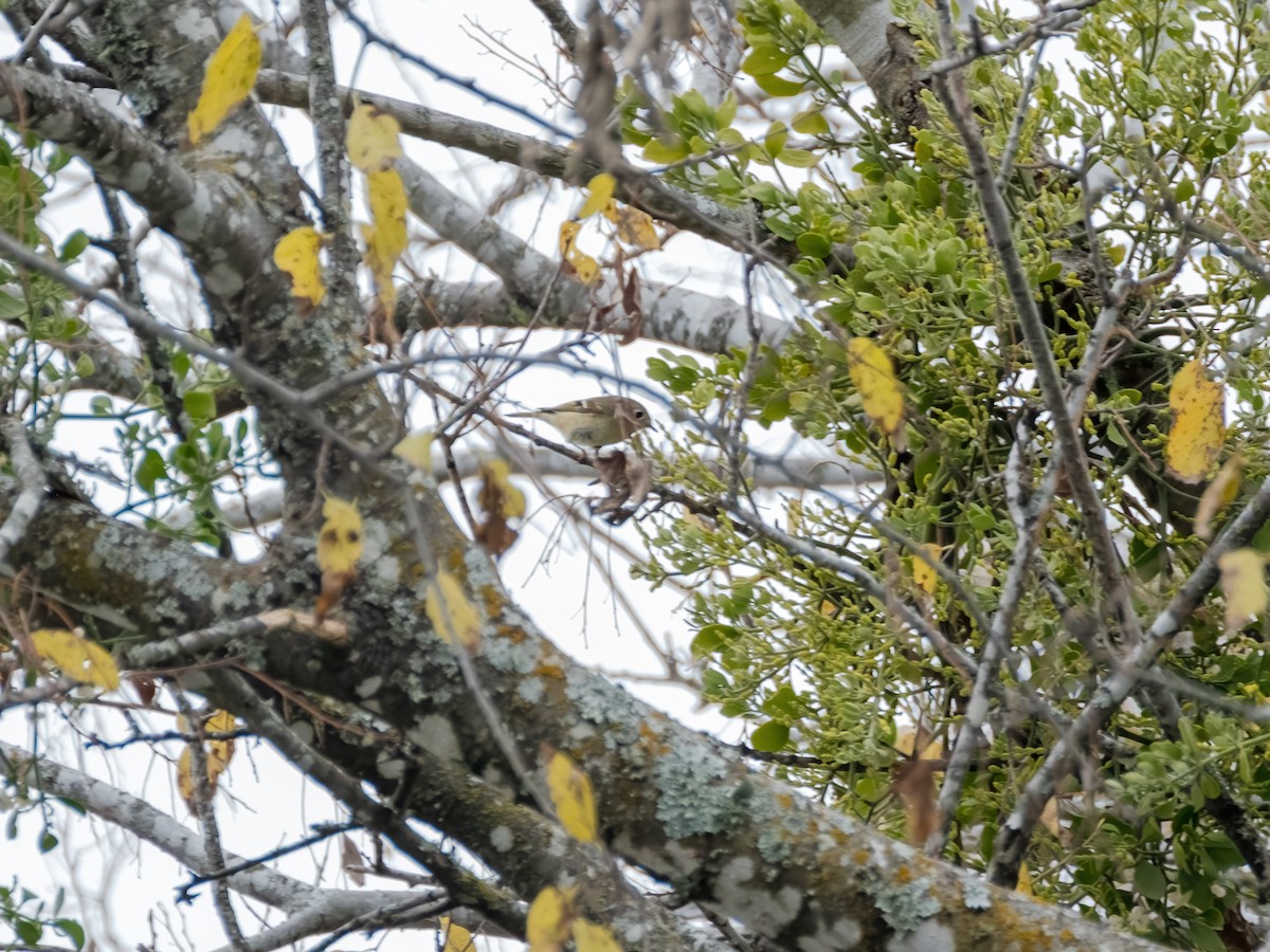 Gözlüklü Çalıkuşu - ML646944898
