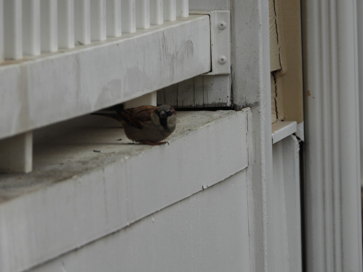 דרור הבית - ML646944899