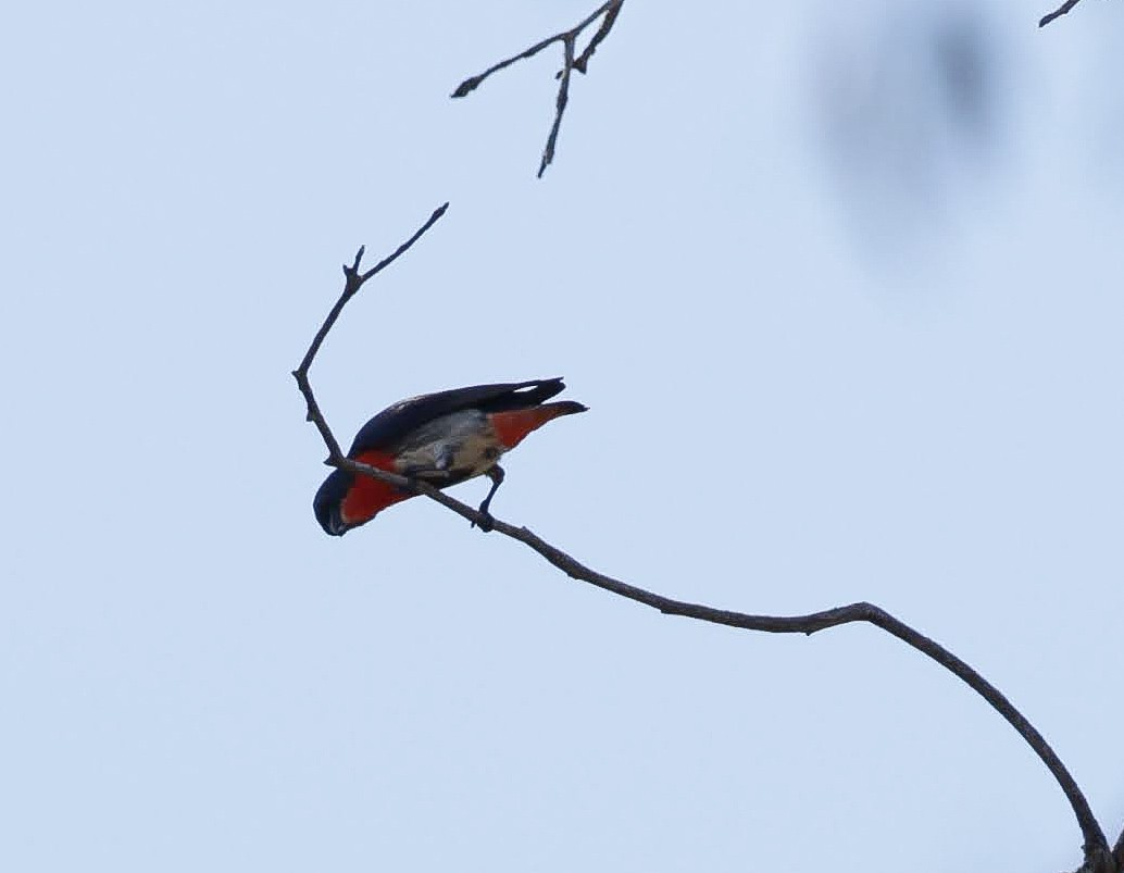 Mistletoebird - ML646944904