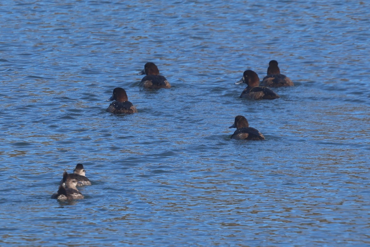 Greater Scaup - ML646944905