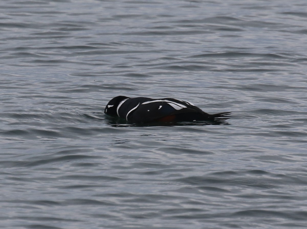 harlekinand - ML646944906