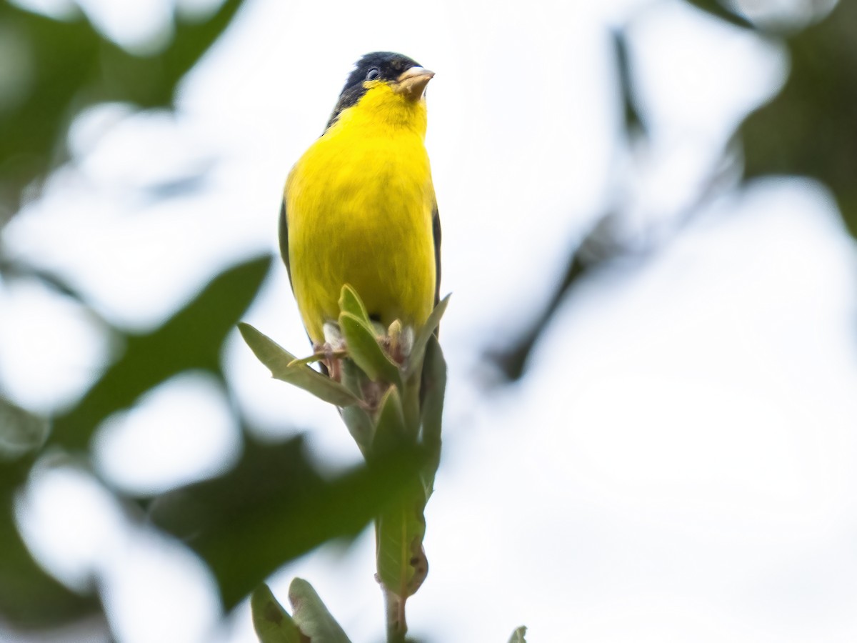 Sarı-Siyah İskete - ML646944908