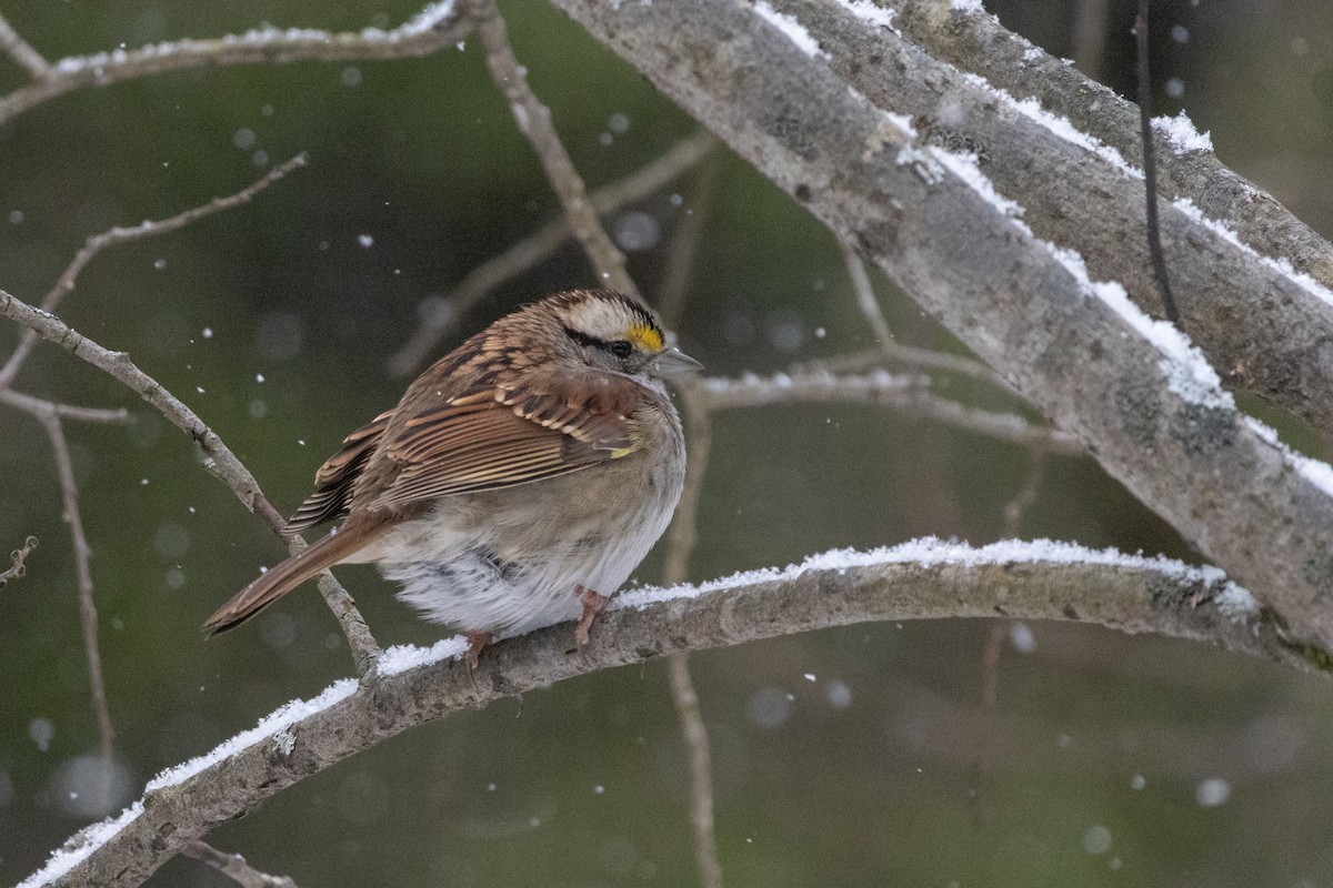 strnadec bělohrdlý - ML646944909