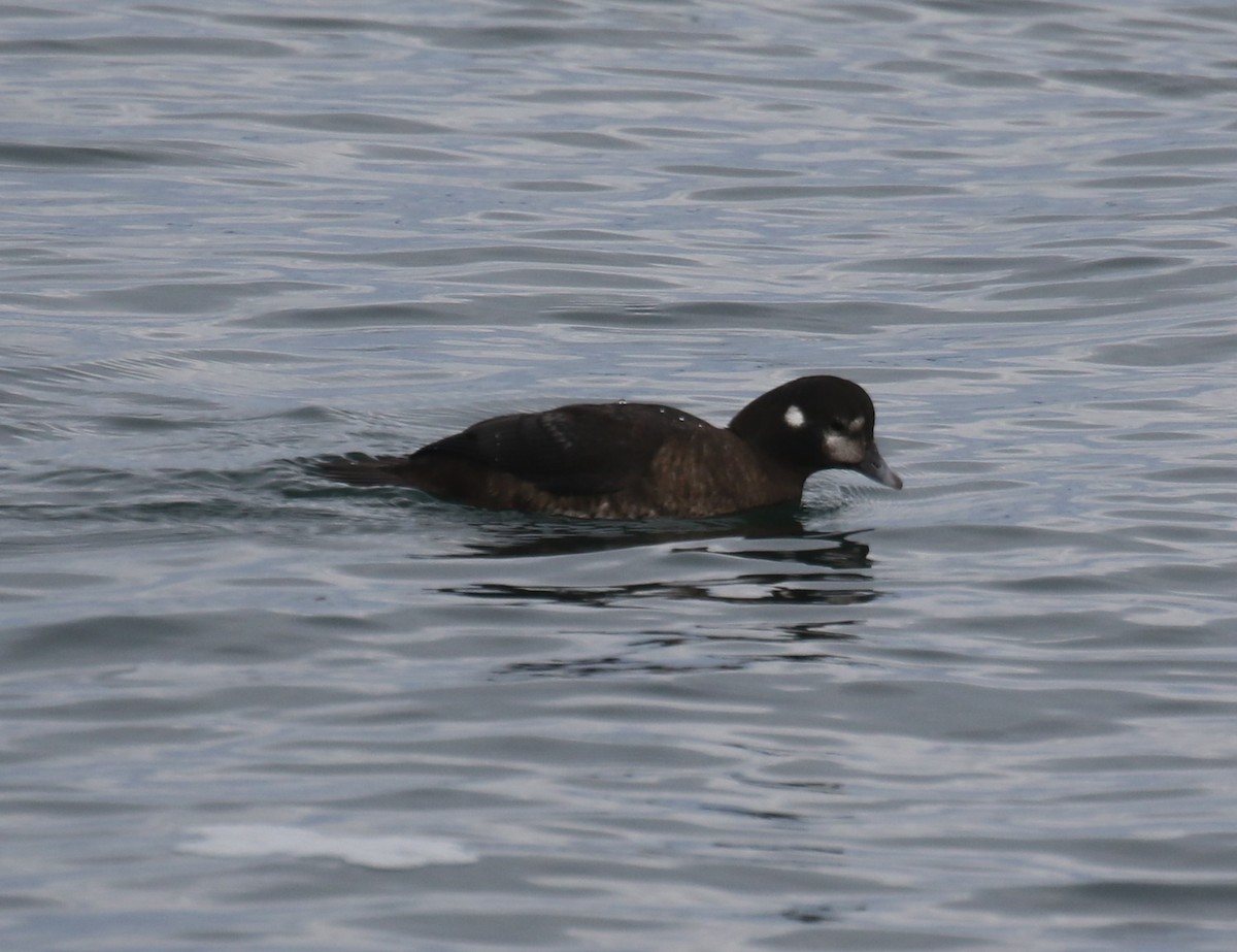 harlekinand - ML646944910