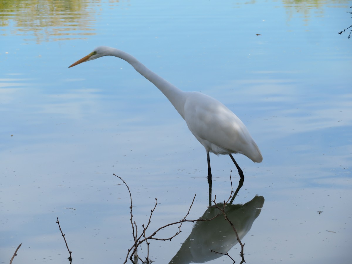 Silberreiher - ML646944914