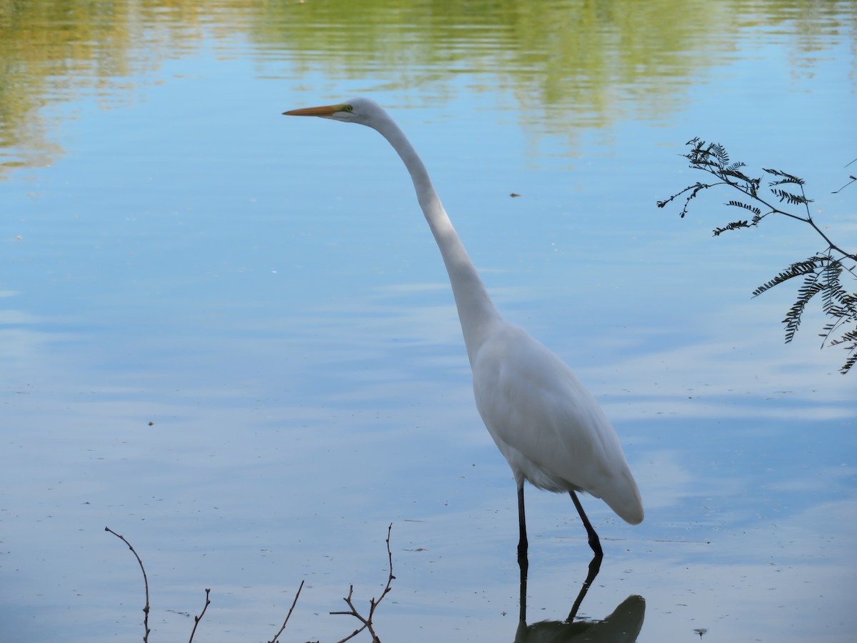 Silberreiher - ML646944915