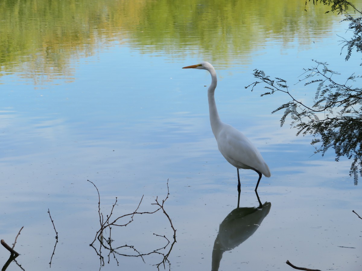 Silberreiher - ML646944918