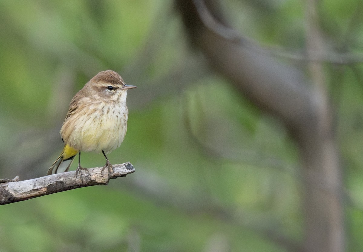 myrparula (palmarum) - ML646944920