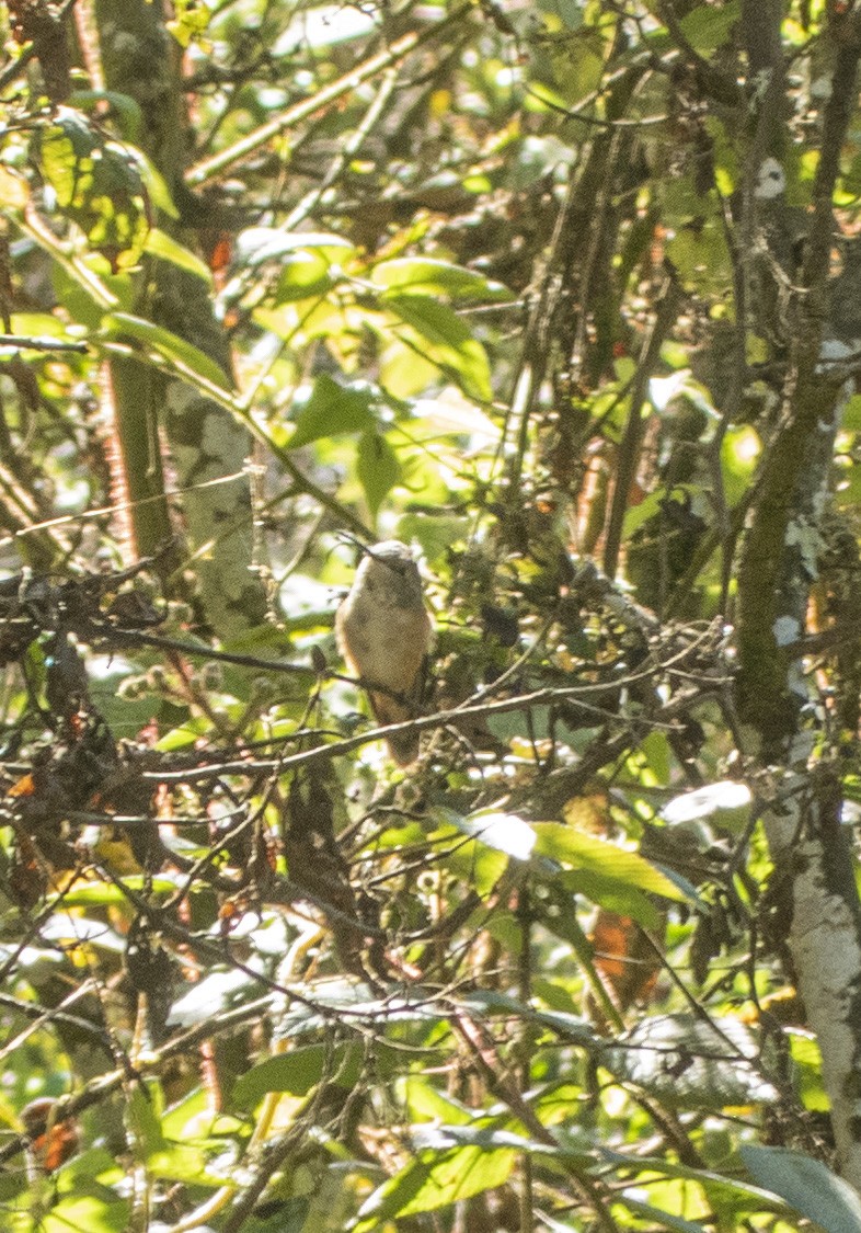 Broad-tailed Hummingbird - ML646944927